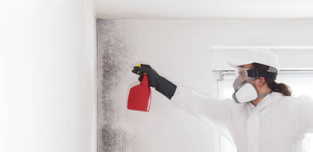 Best Attic Mold Removal  in Petal, MS